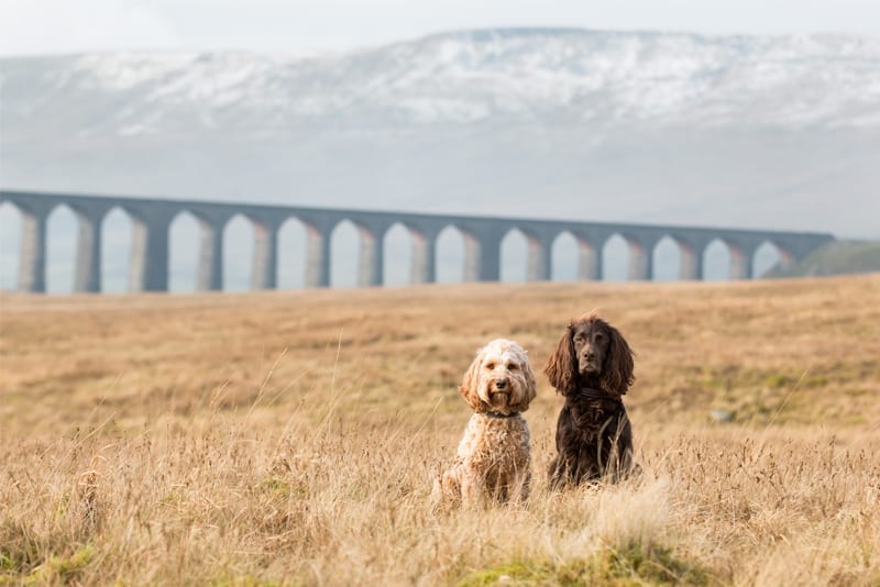 Dog Friendly Cottages in Yorkshire