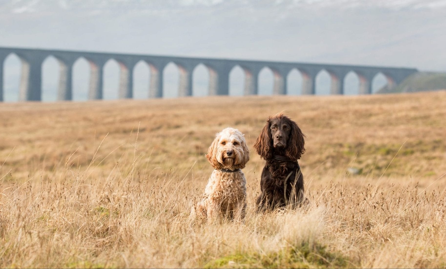 dog friendly holiday home