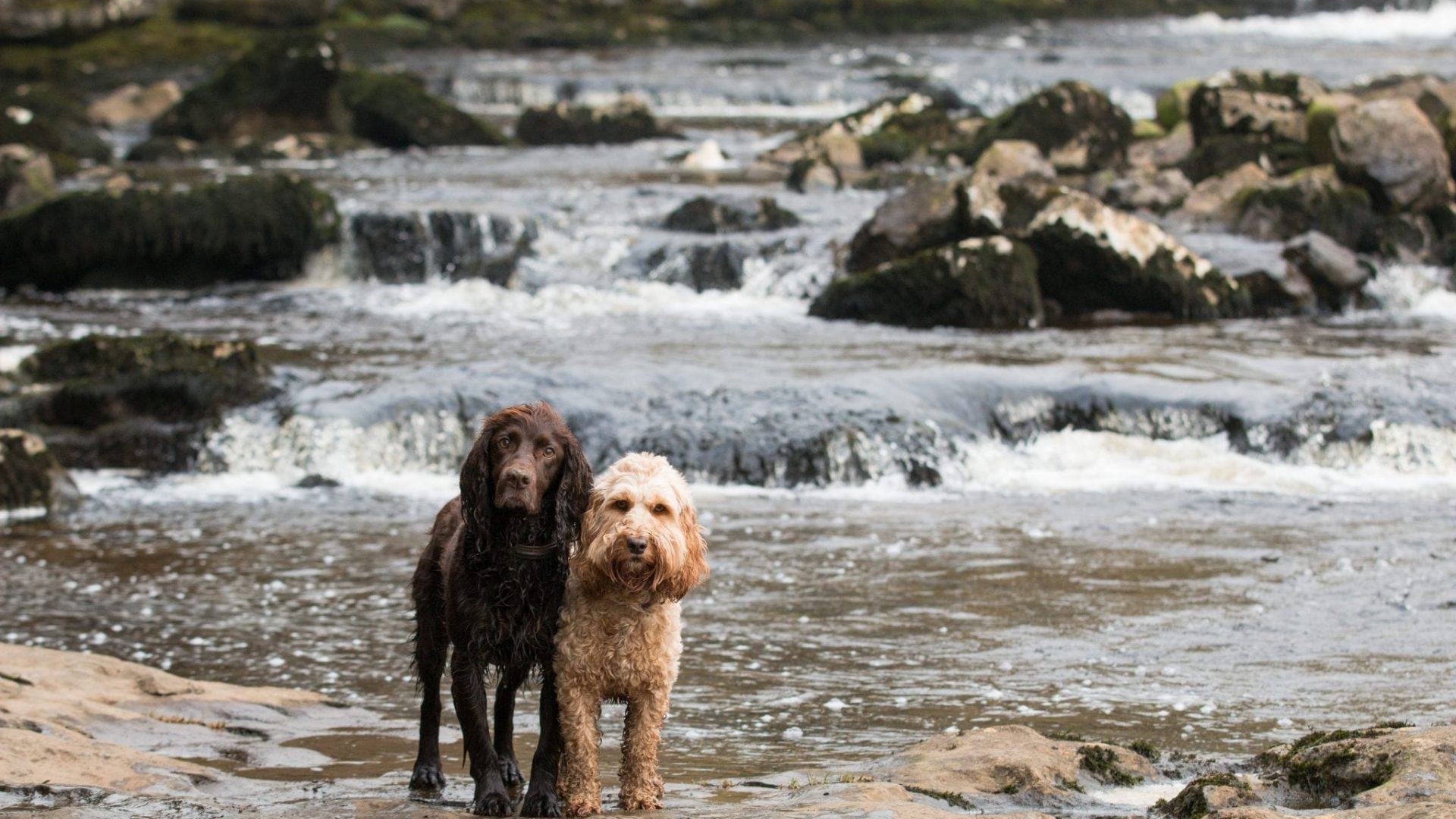 Dogs at Aysgarth Falls