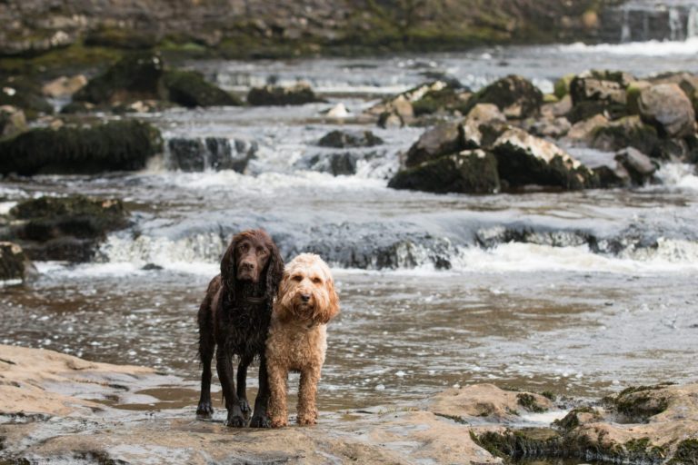 Dogs at Aysgarth Falls
