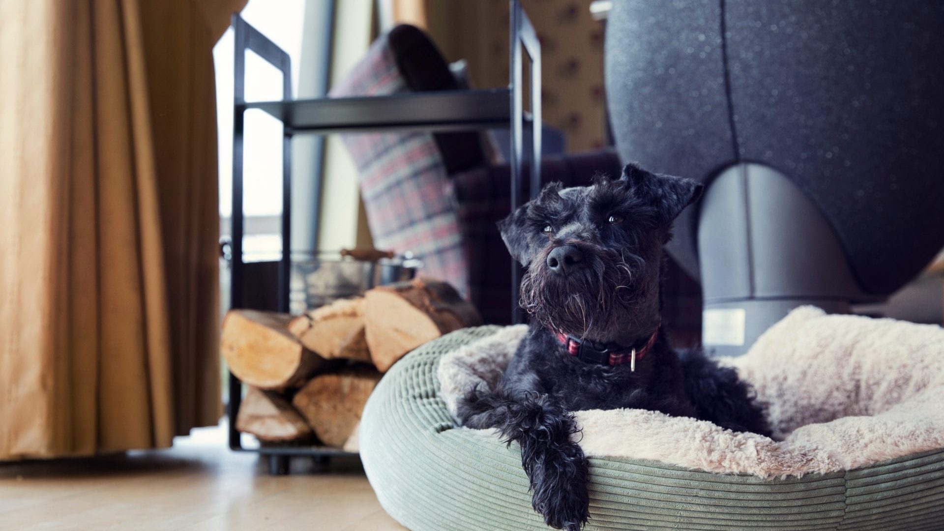 dog friendly holidays