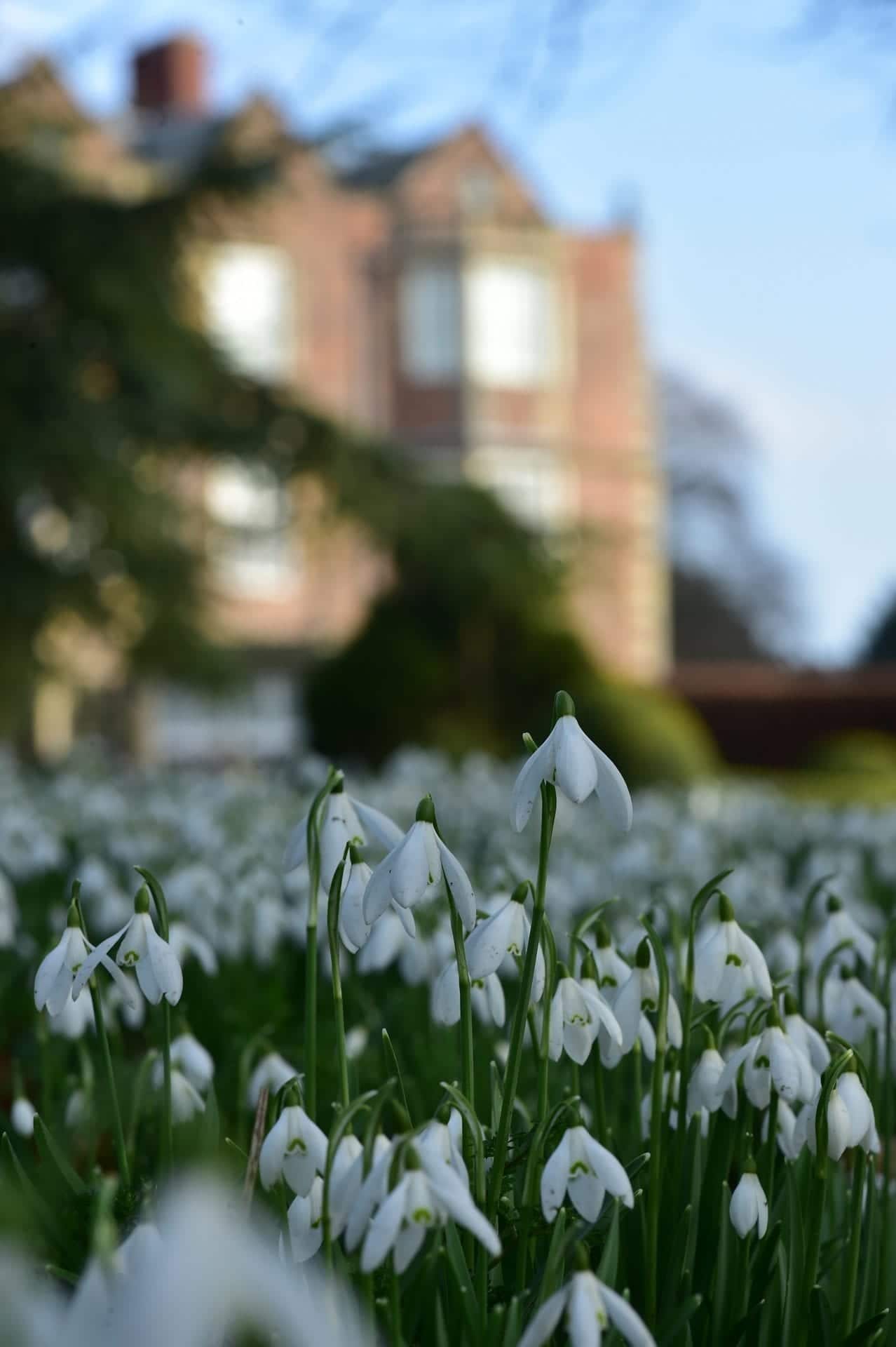 goldsborough hall, knaresborough