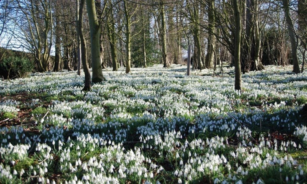 snow drop walks