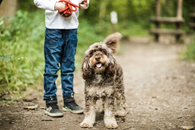 Dog friendly holiday home