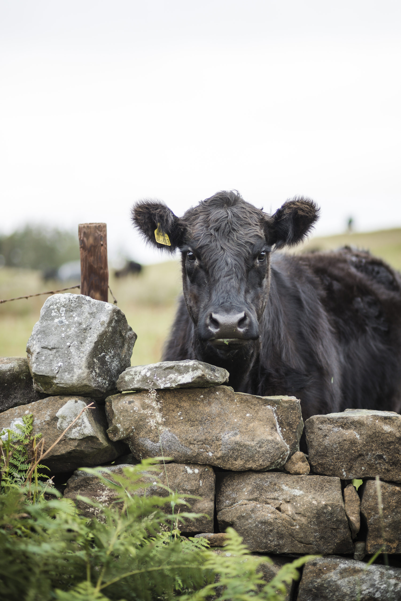 things to do in yorkshire