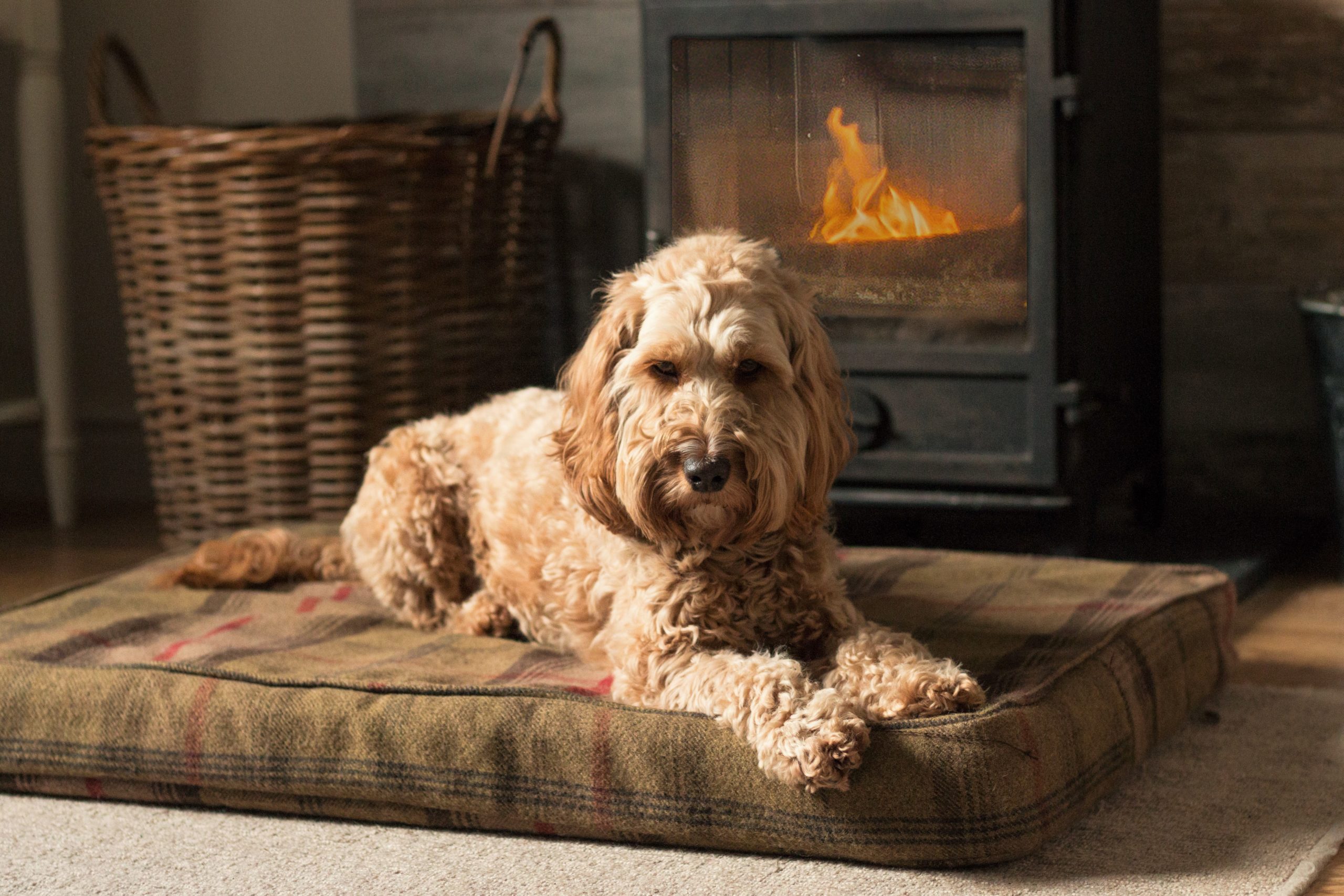 luxury dog friendly cottage
