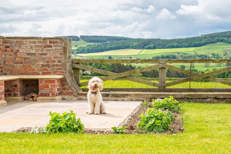 Dog friendly holiday in North Yorkshire