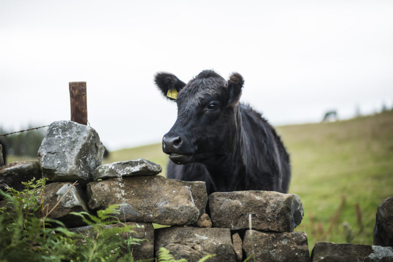 explore north yorkshire