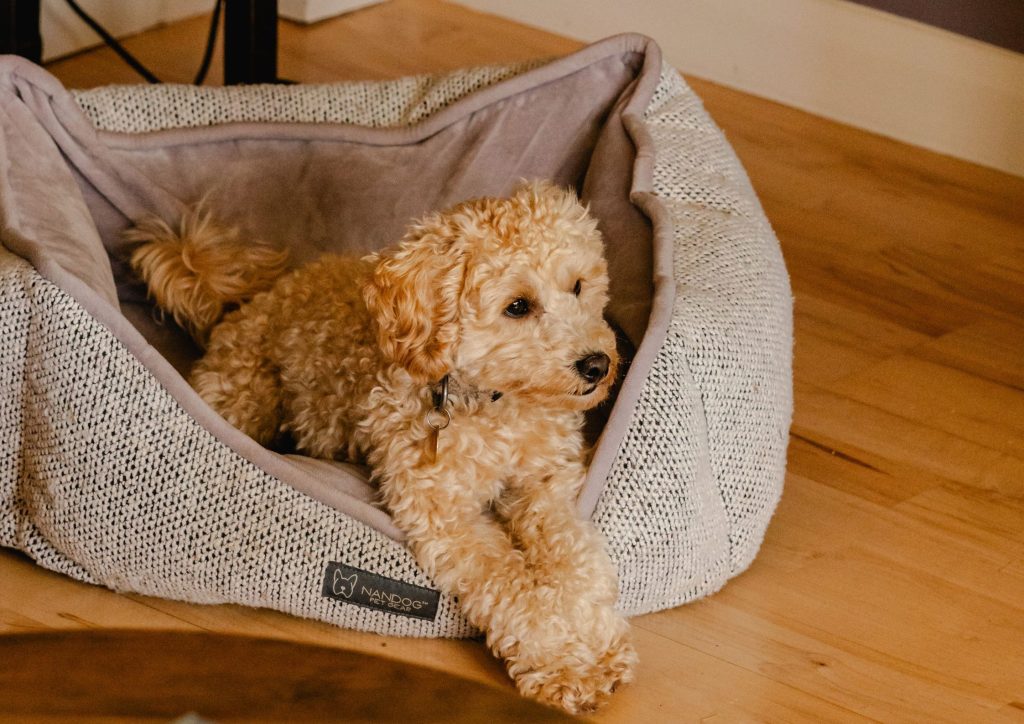 dog friendly cottages