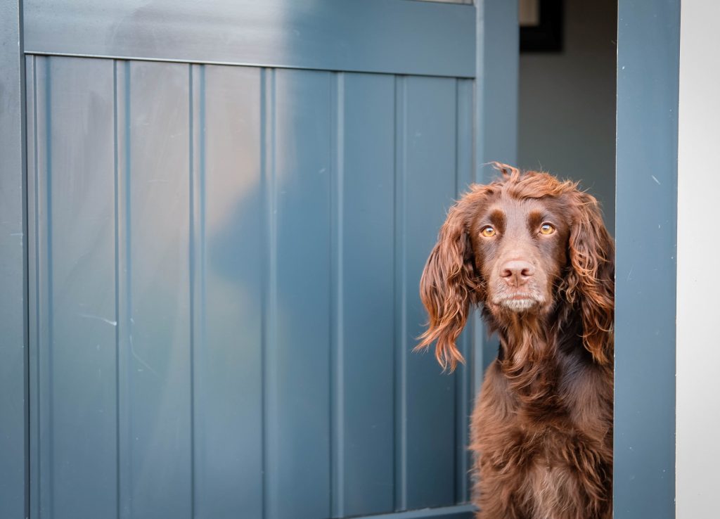 Dog standing at a partly open blue door of a holiday property.