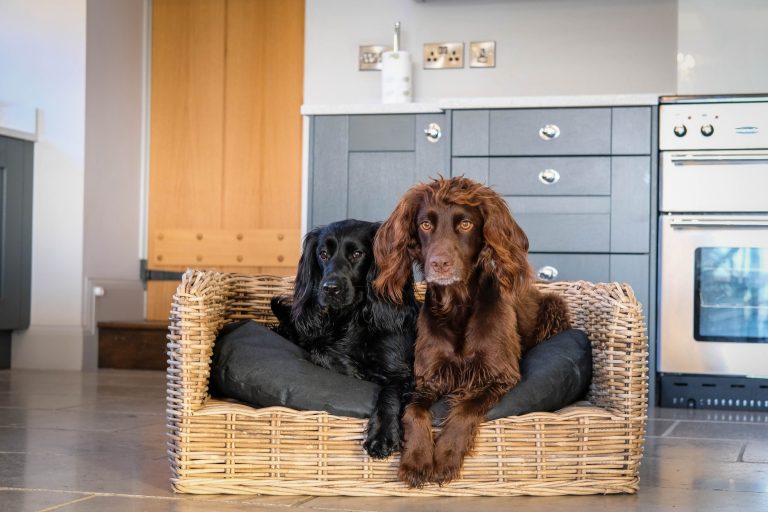 Dog Friendly Lodges in North Yorkshire