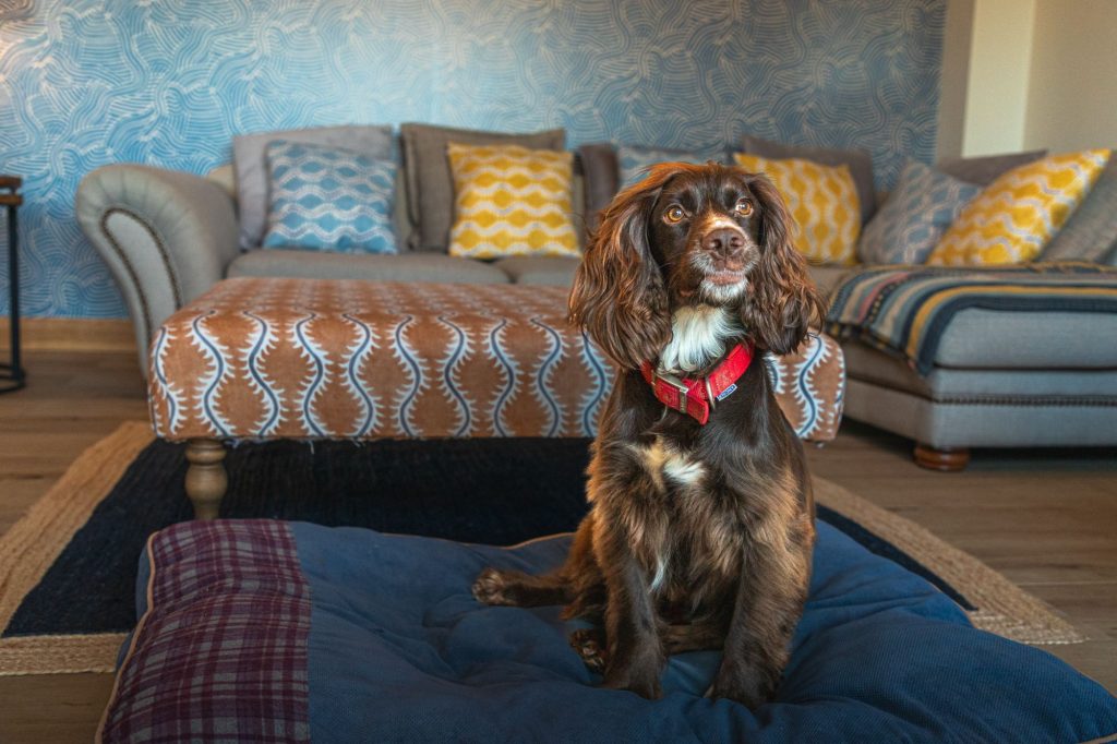 Dog Friendly cottages