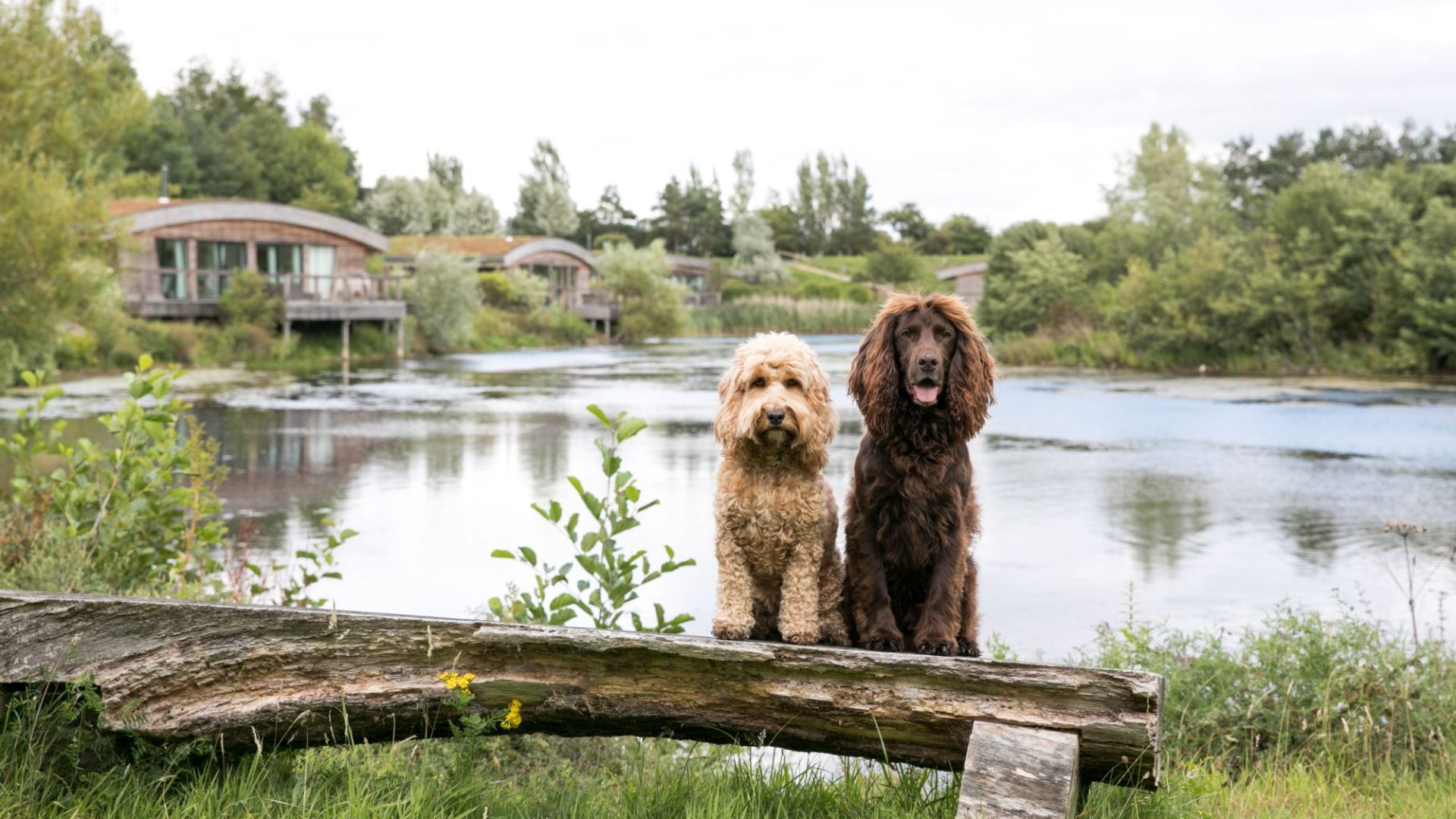 Dog Friendly Lodges