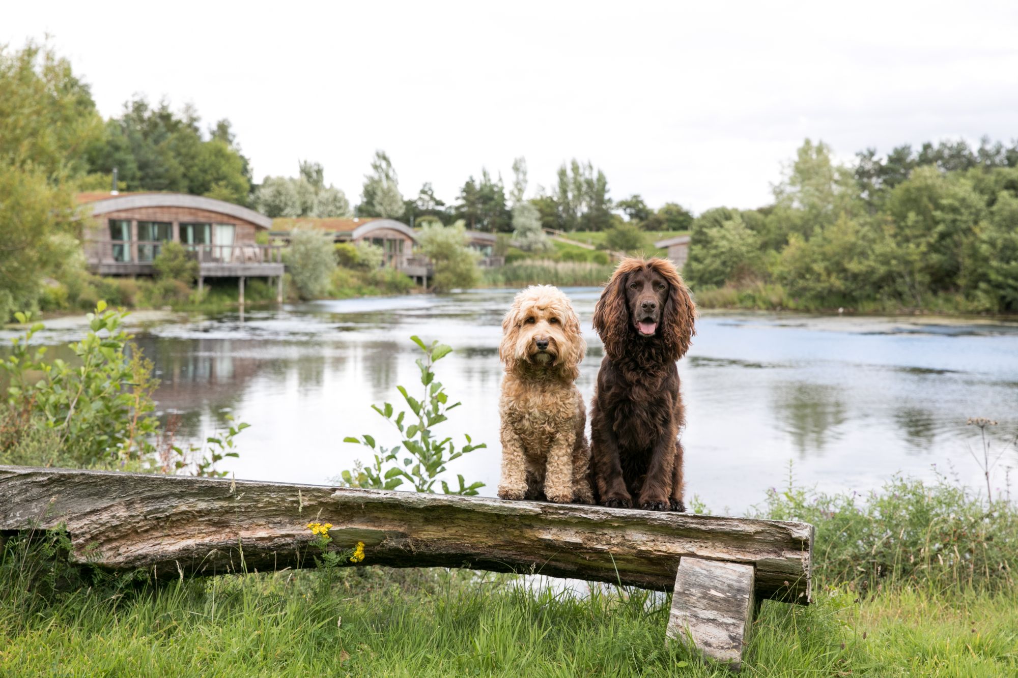 Dog Friendly Lodges