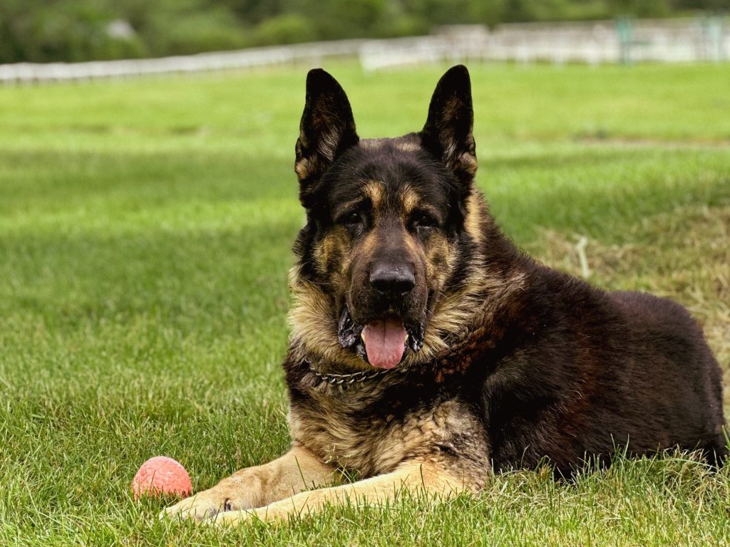 dog friendly log cabins