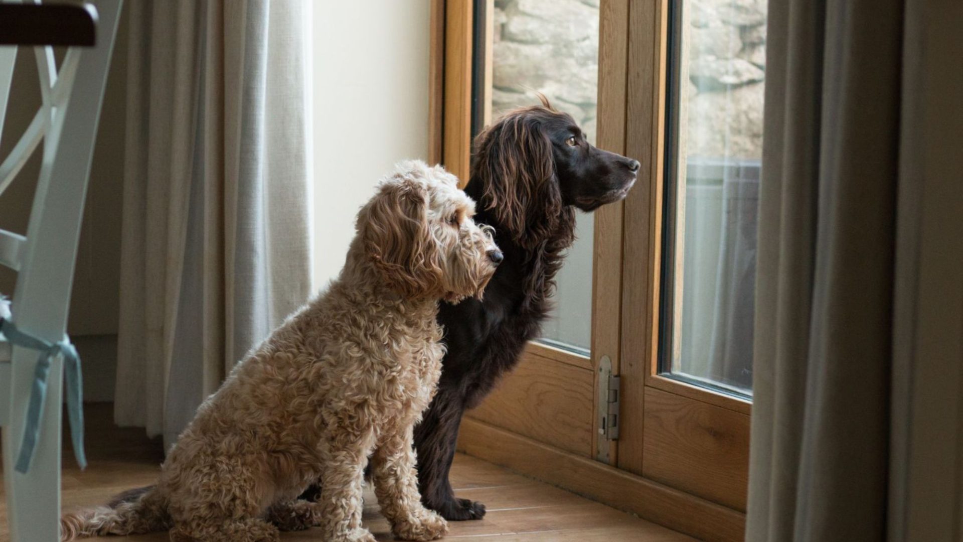 Dog friendly holidays UK