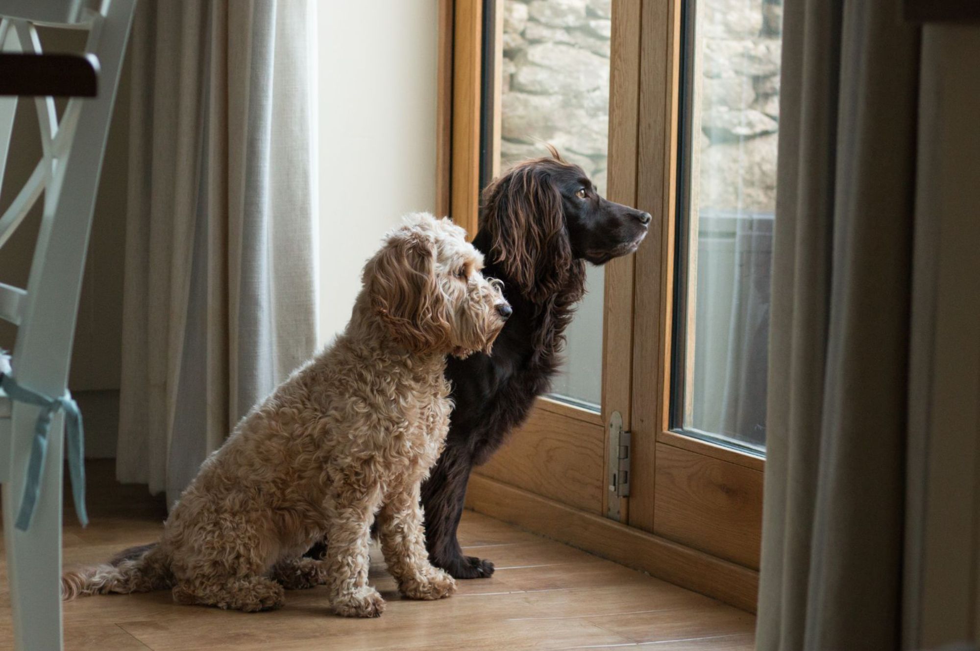 Dog friendly holidays UK