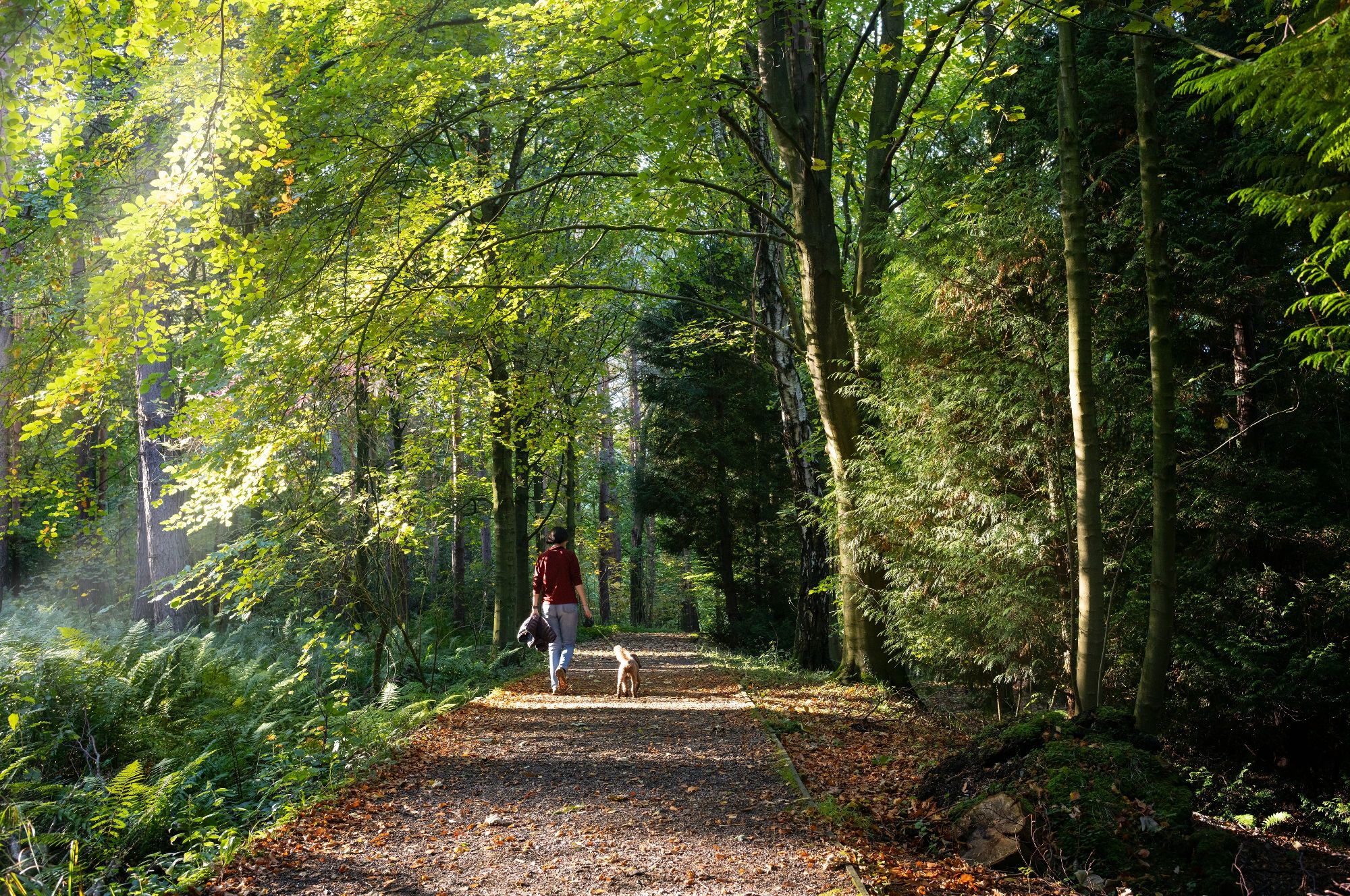 Walks North Yorkshire Richmond Guest walking his dog through a forest near Richmond