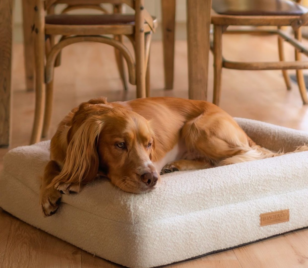 Dog in a dog-friendly holiday cottage in Yorkshire.