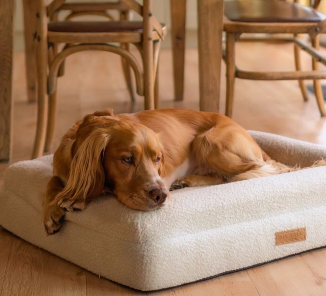 Dog in a dog-friendly holiday cottage in Yorkshire.